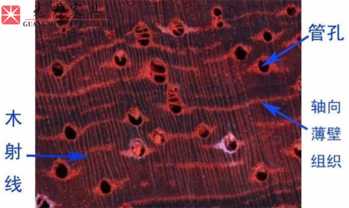 实木家具选材--红斑马木史上最完整全面的图文介绍